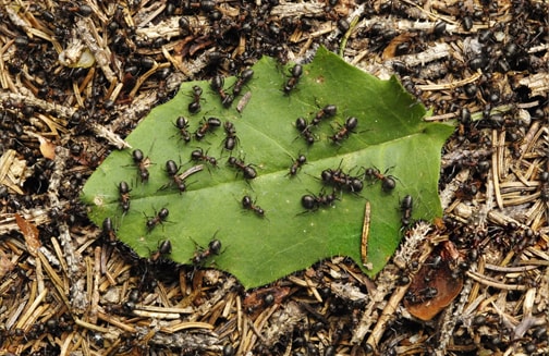 Ants & Insect Control Birmingham