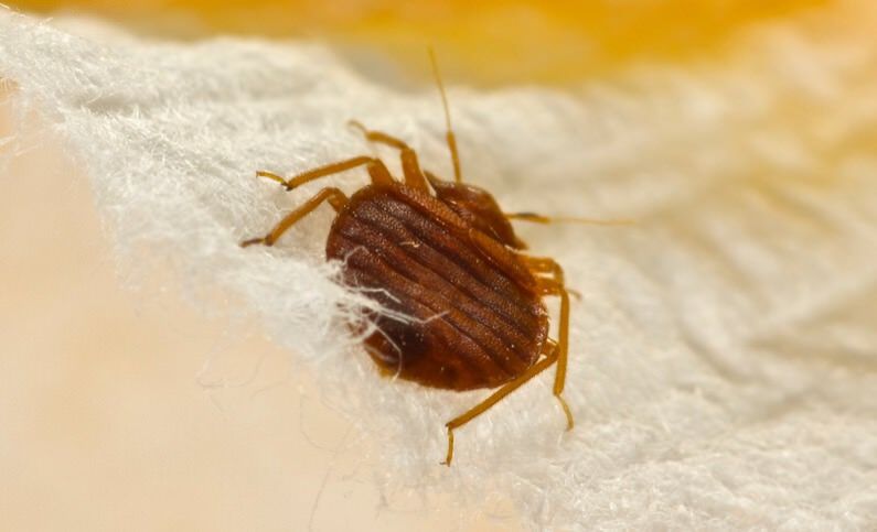 Bedbugs