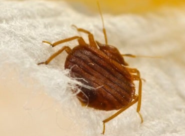 bedbugs