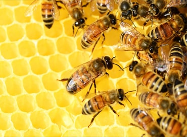 bee nest removal Birmingham
