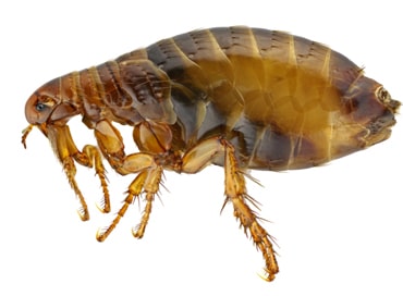 fleas