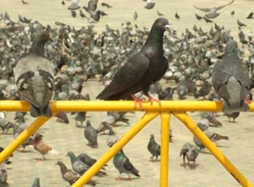 pigeons