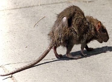 rat