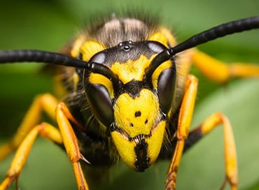 Wasp Control Birmingham