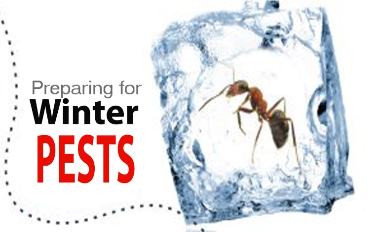 Pest control Birmingham