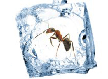 pest control Birmingham