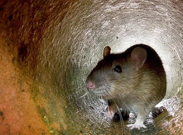 rats