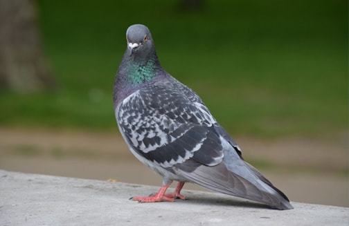 pigeon