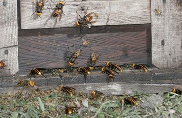 Wasp Control